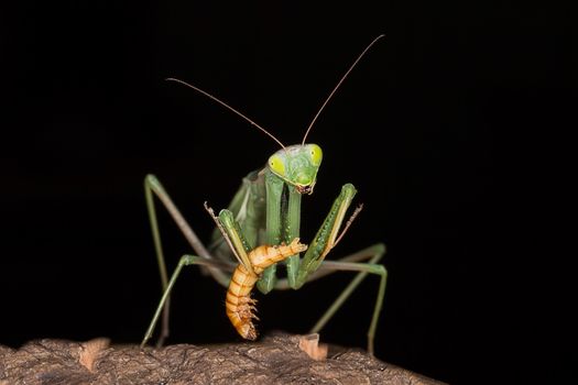 A very close photograph of a praying mantis feeding on a meal worm