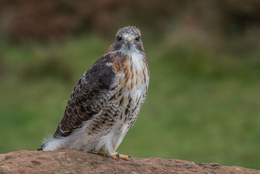 Full length photograph of a red tailed hawk on a rock staring straight forward at the viewer