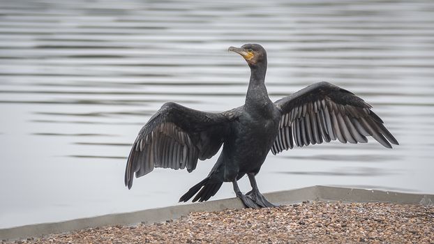 A close photograph of a cormorant standing by a lake with its wings spread out