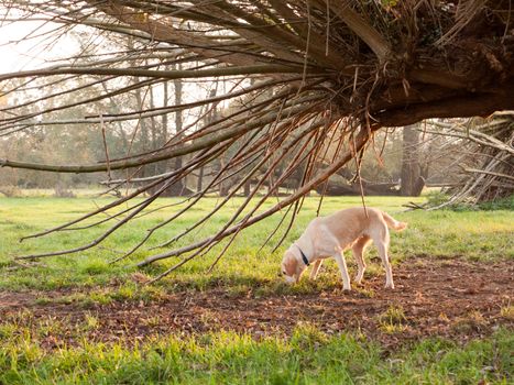 small golden retriever dog playing under tree in country; essex; england; uk