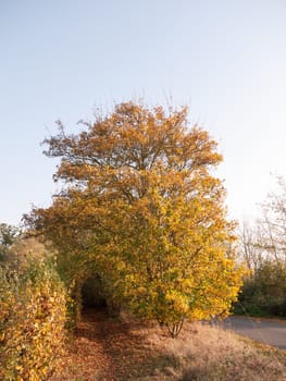 autumn tree leaf top scene outside sky; essex; england; uk