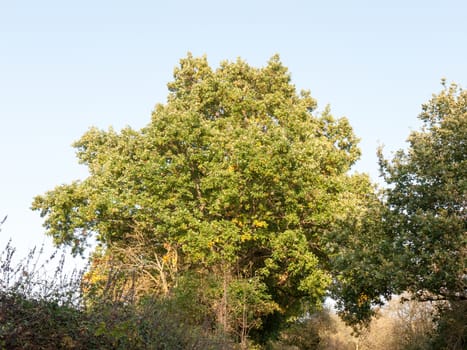 full lush green tree front lit in summer light outside sky; essex; england; uk