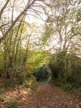 beautiful shining light through trees on country path scene; essex; england; uk