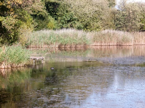 summer lake scene with small black coot swimming water; Essex; England; UK