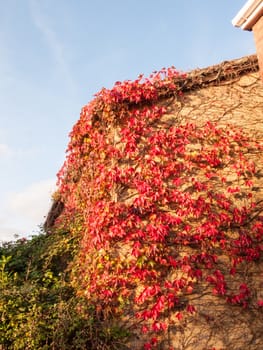 red hanging dead dried autumn leaves on house wall outside home; Essex; England; UK