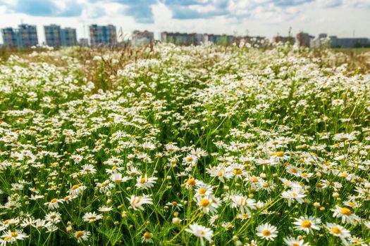 The flower field and multi-storey buildings on the horizon