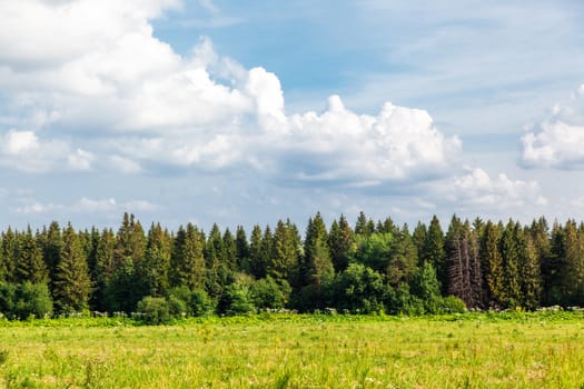 Green field, dense wood and blue sky