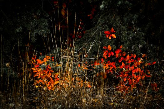 Autumn Colours in Wyoming