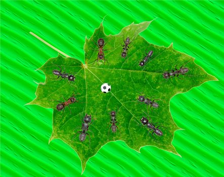 Ants Play Soccer on green Leaf  -  JPEG Illustration