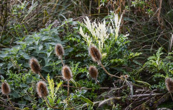 Wild plants and teasels grow in a woodland glade