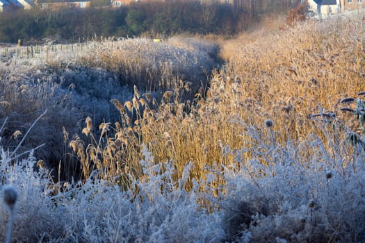 A ring of frost creeps into the grasses in winter