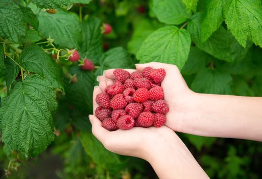 Woman hands with big red raspberries on background branch of raspberry 