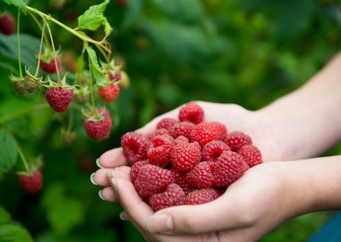 Woman hands with big red raspberries on background branch of raspberry. Small DOF
