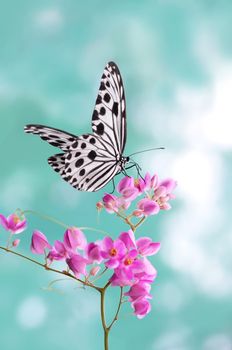 A Paper Kite Butterfly gripping on pink flower