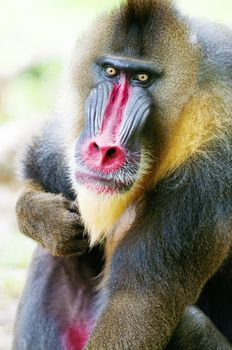 Mandrill Alpha Male Monkey in Melaka Zoo, Malaysia