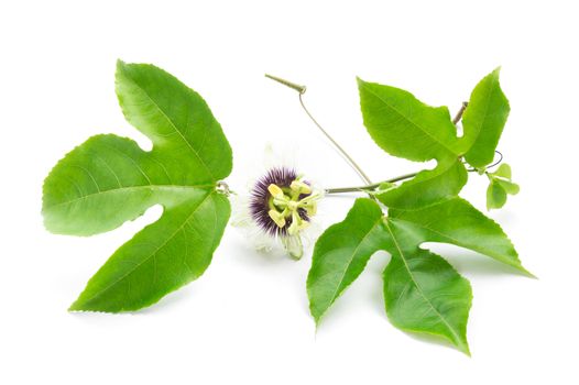 Green leaves and brace of passion fruit with flower on white background