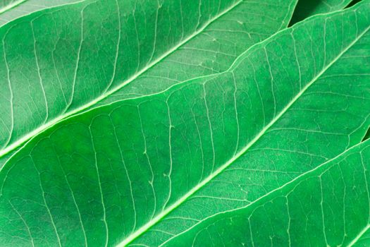Green leaves of eucalyptus texture background