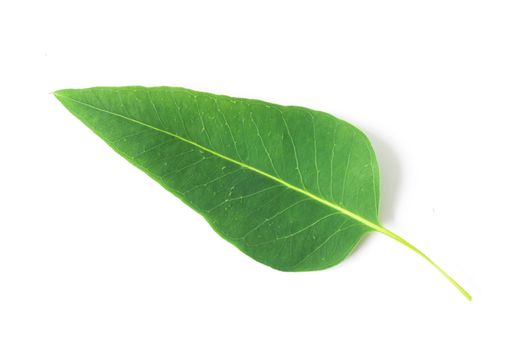 Green leaves of eucalyptus on white background