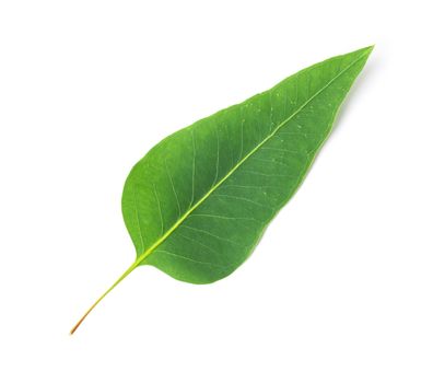 Green leaves of eucalyptus on white background