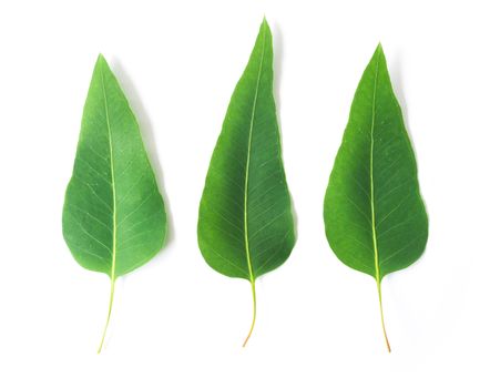 Green leaves of eucalyptus on white background
