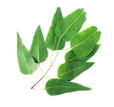 Branch and leaves of eucalyptus on white background