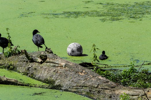 Ducks and a soccer ball in a pond with duckweed or waterlins.