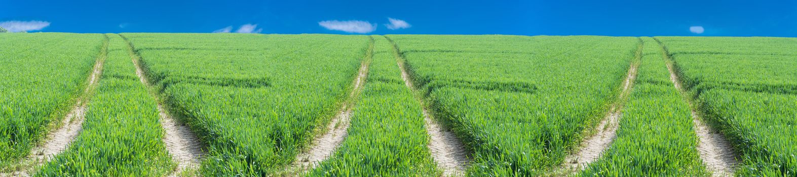 Three tractor tracks through a green agricultural field in spring, Scenics.