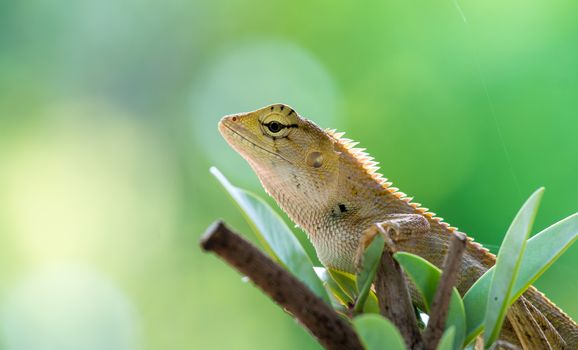 chameleon looking on the tree