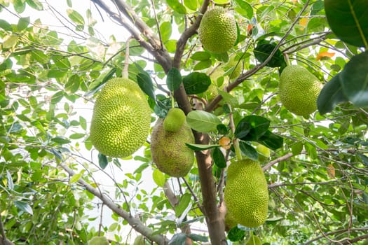 lots of tropical jackfruit on the tree