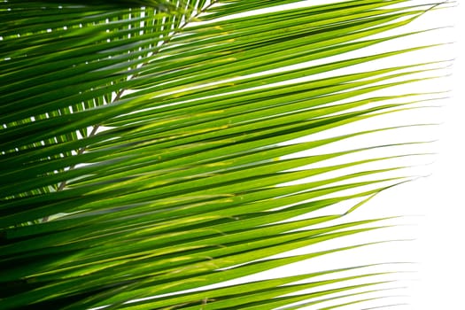 palm coconut leaves isolated on white background