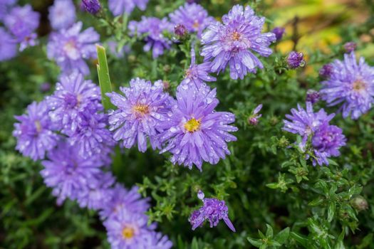 Purple colored flower with rain drops