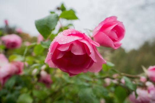 Pink rose with raindrops