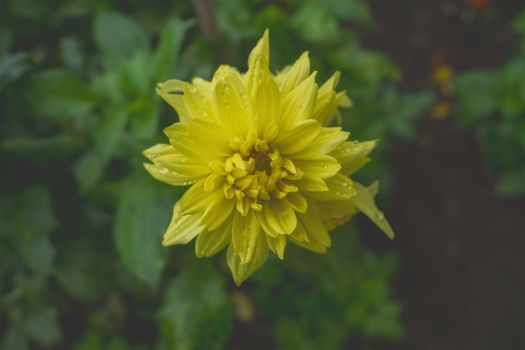 Yellow flower with rain drops