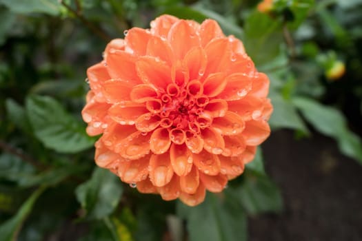 Orange flower with rain drops
