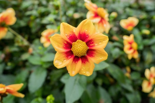 Yellow flower with rain drops