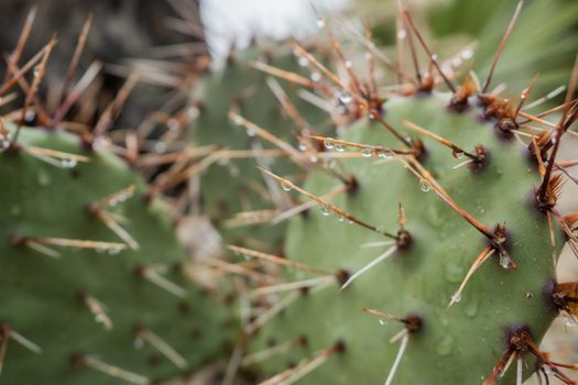 Spines of the cactus with rain drops