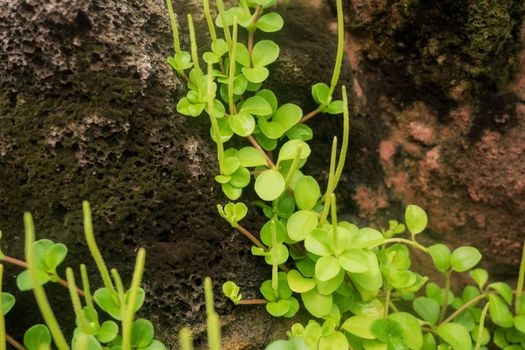 Peperomia growing on stone