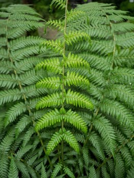 Green fern