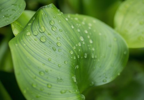 Water hyacinth with water droplets