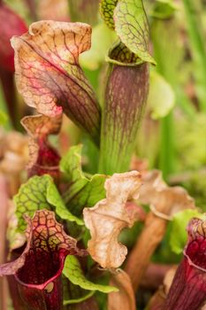 Sarracenia, carnivorous plant