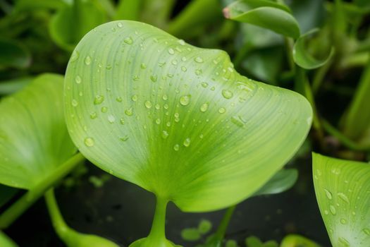 Water hyacinth with water droplets