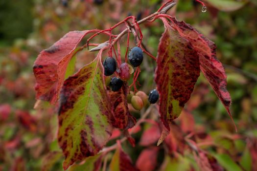 Grapes on with raindrops