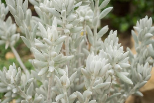 Senecio, also called Greiskraut or Kreuzkraut