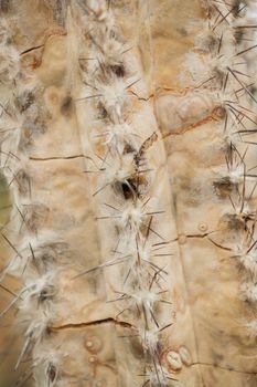 Spines of the cactus with rain drops