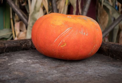 Pumpkin for decoration on wood