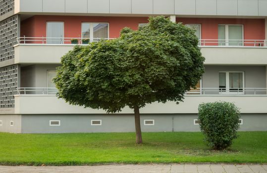 Lawn and tree in front of a high rise in the city