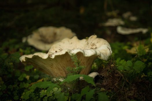 Mushrooms in the forest