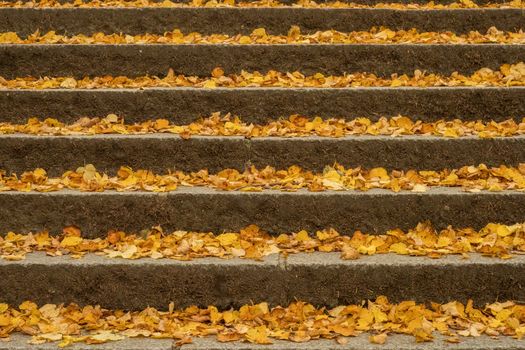 Staircase with autumn leaves