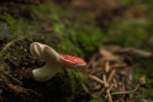 Mushrooms in the forest