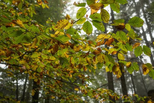 Autumn leaves in the forest